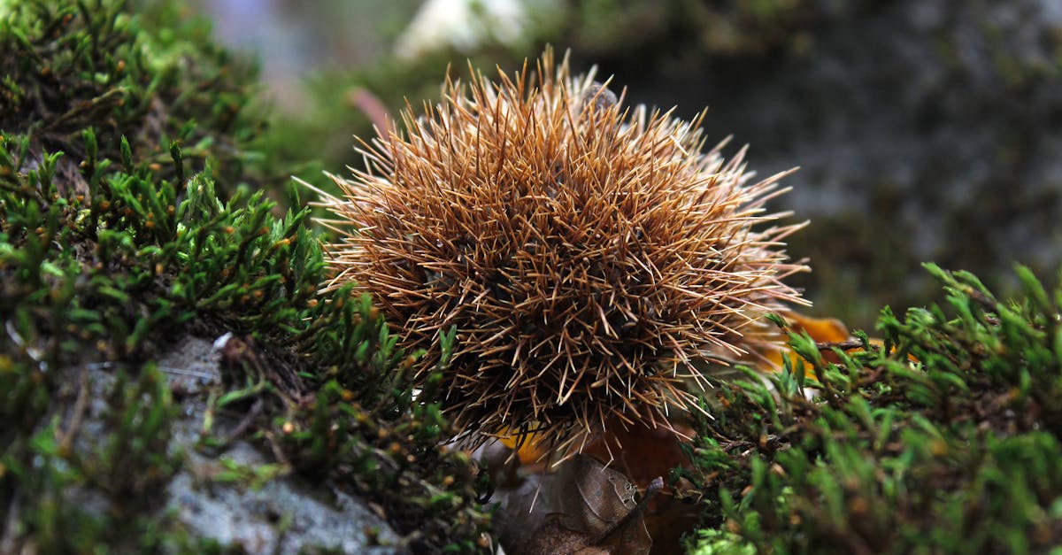 découvrez le bois de châtaignier, reconnu pour sa durabilité et sa beauté naturelle, idéal pour vos projets de menuiserie et décoration intérieure.