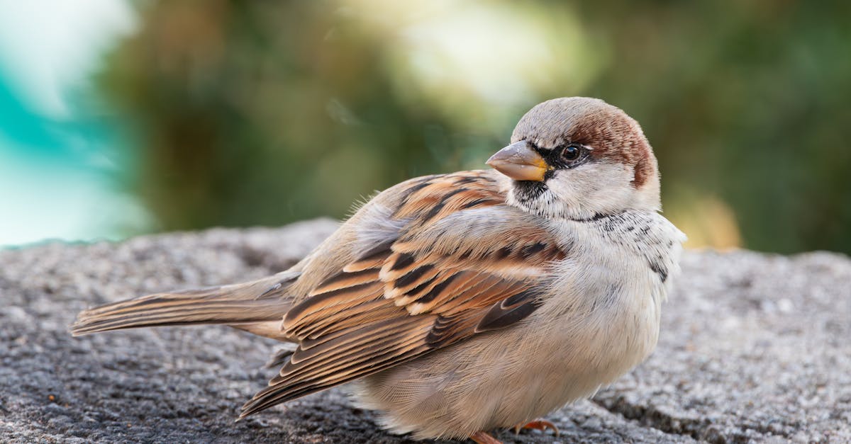 découvrez la diversité fascinante des oiseaux sauvages, leurs habitats naturels et leurs comportements uniques dans notre guide complet.