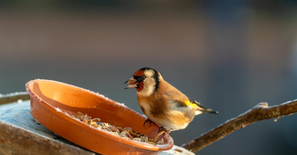 découvrez le monde fascinant des oiseaux sauvages, leurs habitats naturels, comportements et espèces variées.