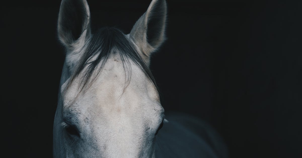 découvrez les caractéristiques et les traditions associées à l'année du cheval dans l'astrologie chinoise, symbole de vigueur et de liberté.