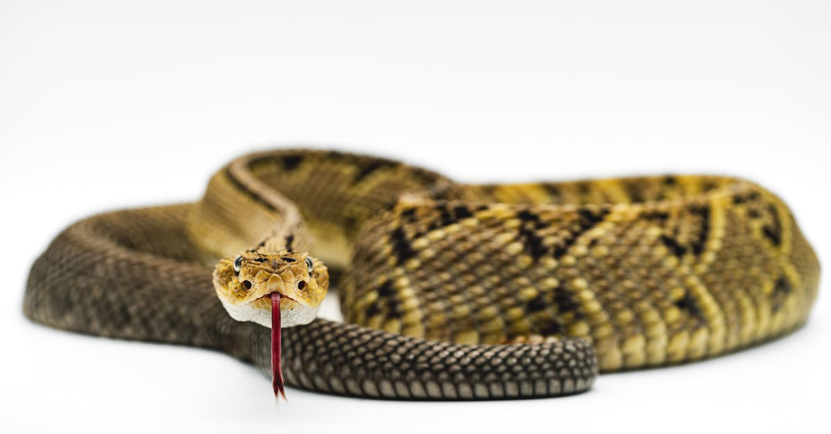 découvrez viper presence, la solution innovante pour optimiser la gestion de votre présence et améliorer la productivité de votre équipe.