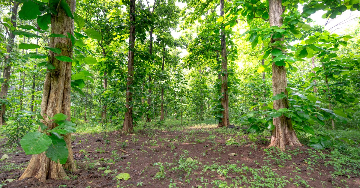 découvrez les missions et responsabilités de la commission forestière dédiée à la gestion, la protection et la valorisation durable des forêts.