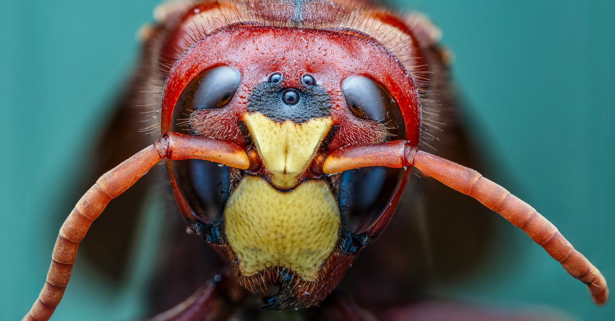 découvrez tout sur le frelon asiatique : identification, dangers, prévention et méthodes de lutte efficaces contre cette espèce invasive.