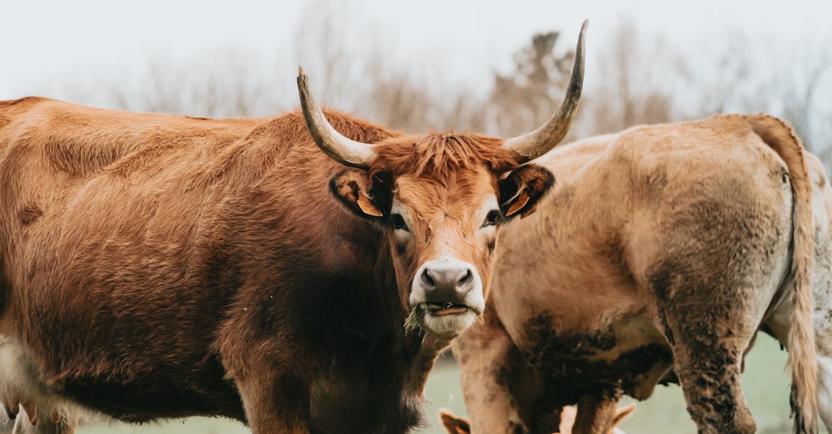 découvrez l'élevage autonome : une approche innovante qui utilise les technologies avancées pour optimiser la gestion du bétail, améliorer la productivité et assurer le bien-être animal de manière durable.
