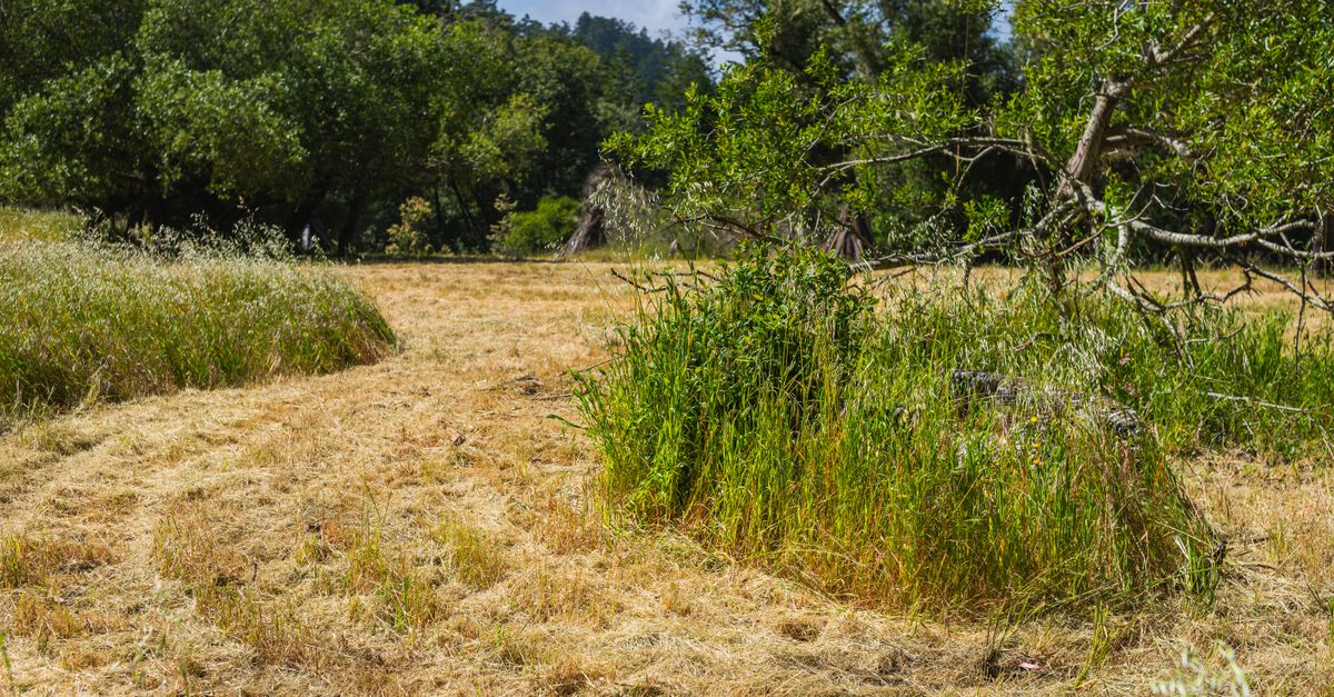 découvrez nos services de débroussaillage efficaces pour entretenir vos terrains et prévenir les risques d'incendie.