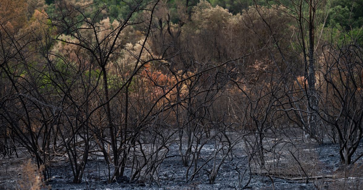 découvrez les méthodes et l'importance de la restauration forestière pour préserver la biodiversité, lutter contre le changement climatique et revitaliser les écosystèmes.