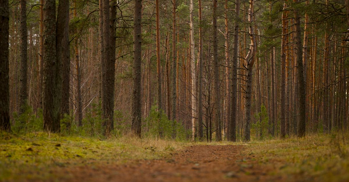 découvrez la beauté apaisante d'une forêt de pins, un espace naturel idéal pour se ressourcer et profiter de balades en plein air.