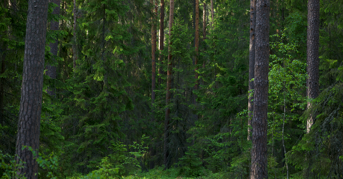 découvrez la beauté sereine d'une forêt de pins, un havre de paix naturel idéal pour les promenades et la connexion avec la nature.