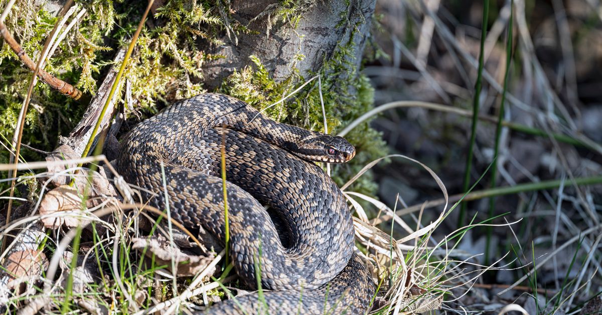 découvrez tout sur les vipères : caractéristiques, habitat, comportement et conseils de sécurité pour mieux connaître ces serpents venimeux fascinants.