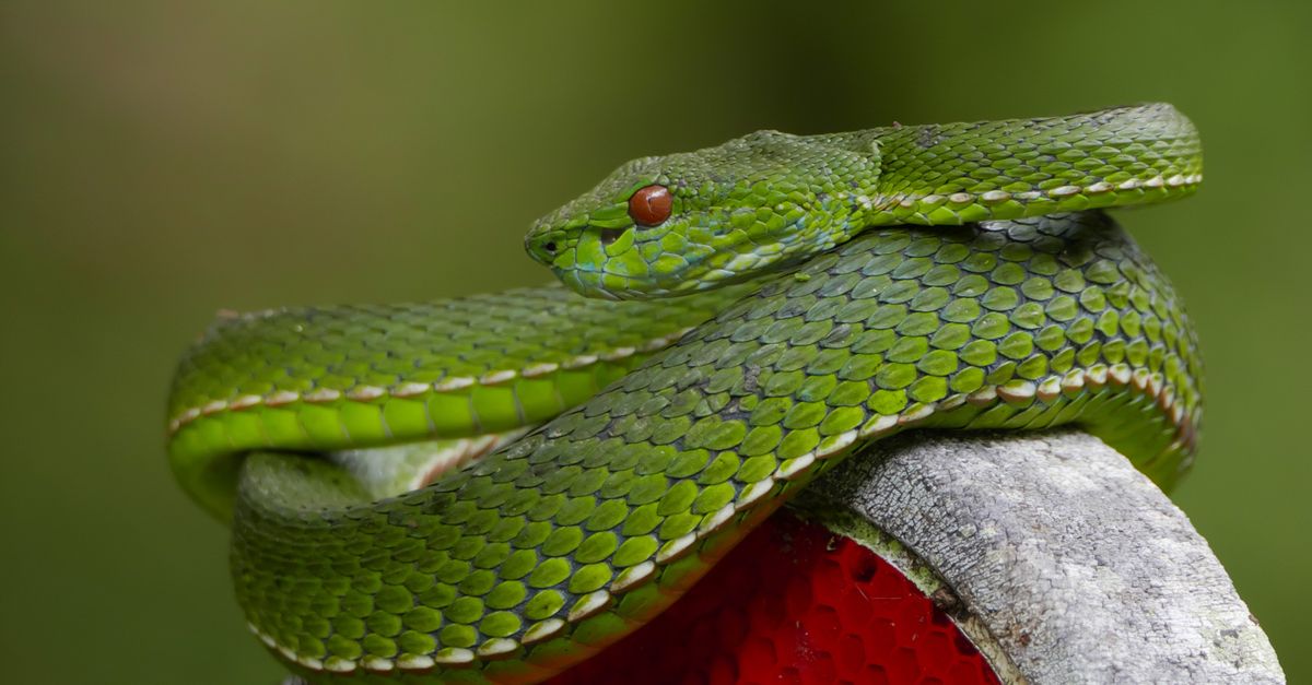 découvrez tout sur les vipères : leurs caractéristiques, habitats, comportements et conseils de sécurité. apprenez à mieux connaître ces serpents fascinants.