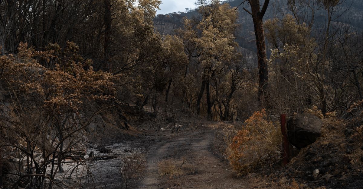 découvrez les ressources et aides disponibles pour lutter contre les incendies de forêt et soutenir les victimes des feux sauvages.