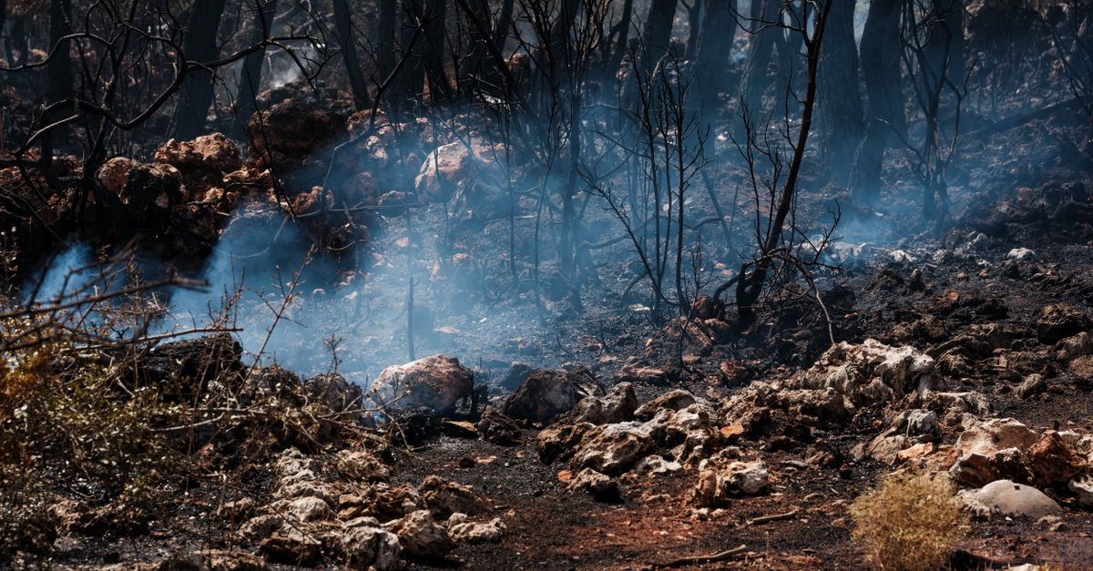 services professionnels de nettoyage après incendie de forêt pour restaurer et sécuriser votre propriété rapidement et efficacement.