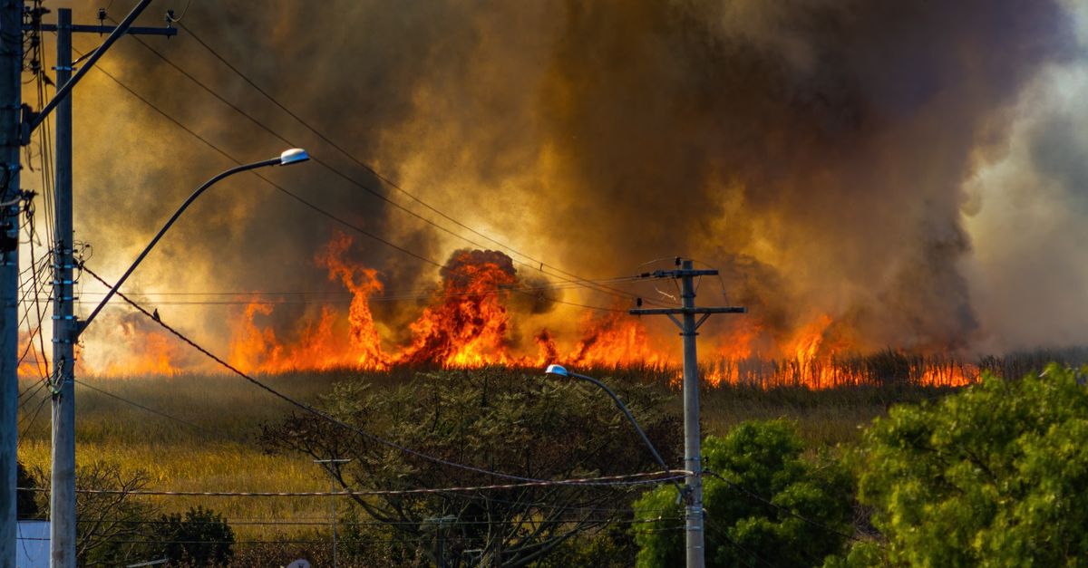 découvrez tout sur les feux de forêt : causes, impacts et mesures de prévention pour protéger l'environnement et les communautés.